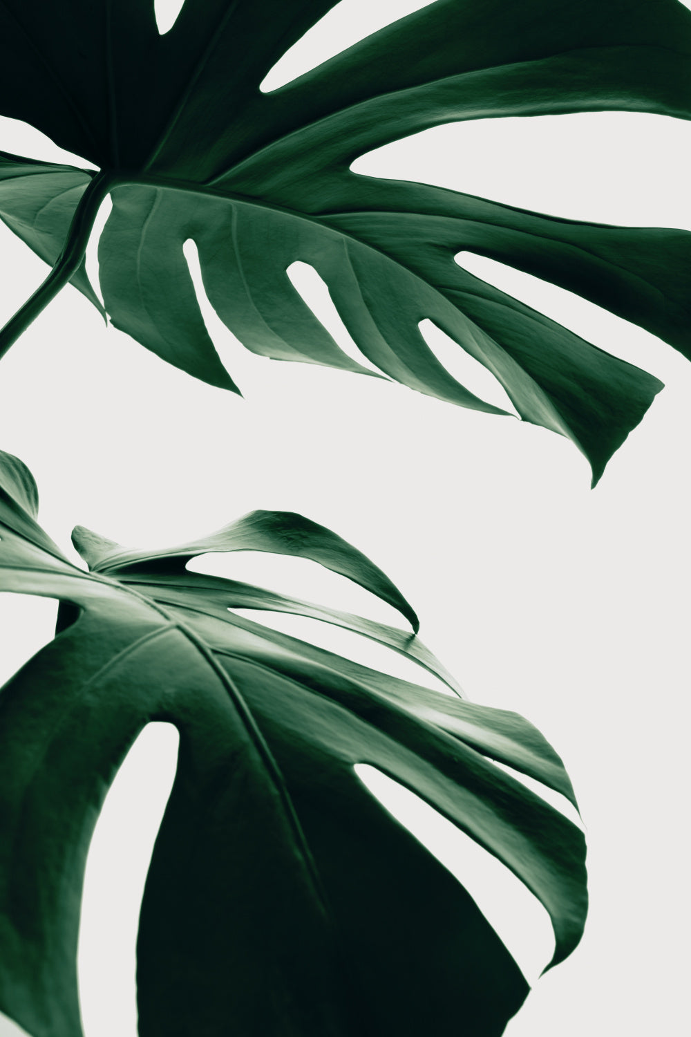 Monstera Natural 12 Poster och Canvastavla