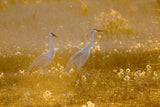 Sandhill cranes Poster och Canvastavla