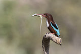 White-throated Kingfisher Poster och Canvastavla