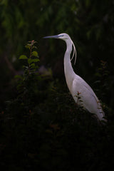Little egret Poster och Canvastavla