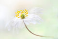 Wood Anemone Poster och Canvastavla