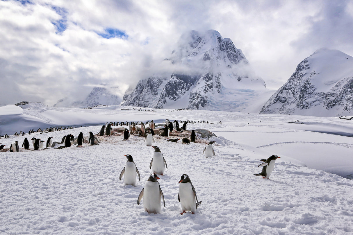 The Penguins Natual Habitat in Antarctica Poster och Canvastavla