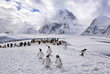 The Penguins Natual Habitat in Antarctica Poster och Canvastavla