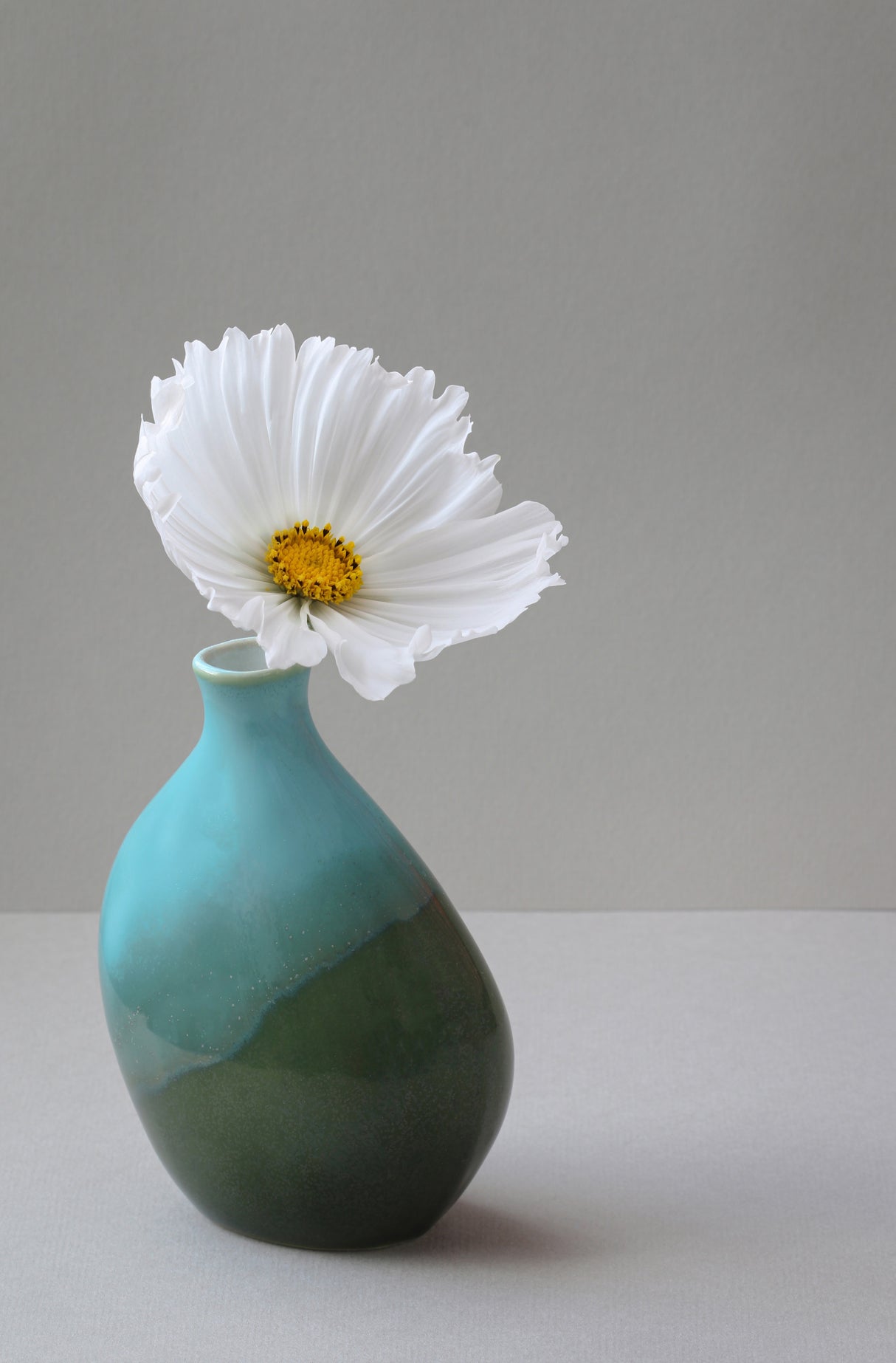 Cup Cake Cosmos Still Life Poster och Canvastavla