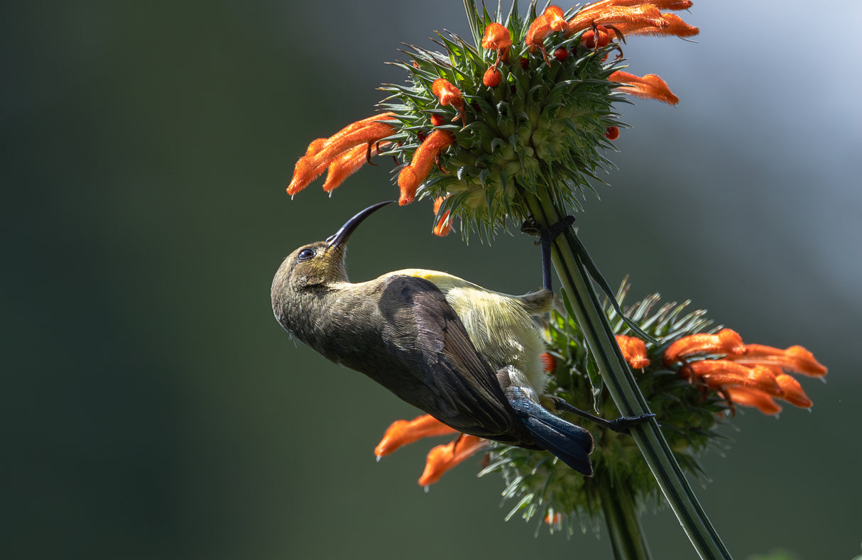 Oliver sunbird Poster och Canvastavla