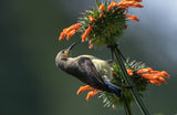 Oliver sunbird Poster och Canvastavla