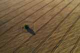 Around the tree Poster och Canvastavla