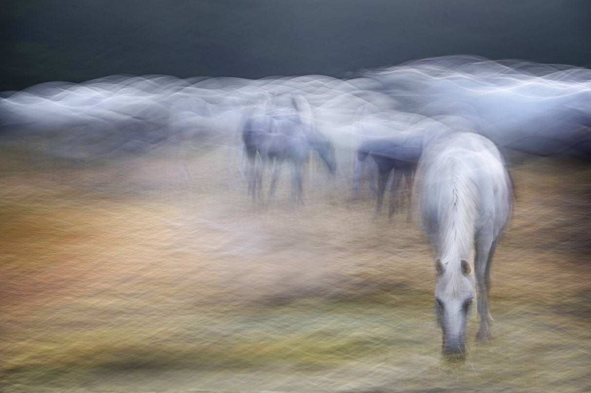 On the pasture Poster och Canvastavla