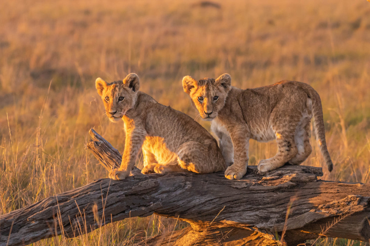 Lion Puppies Poster och Canvastavla