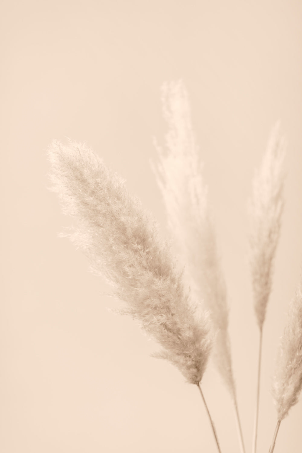Pampas Grass Beige 08 Poster och Canvastavla