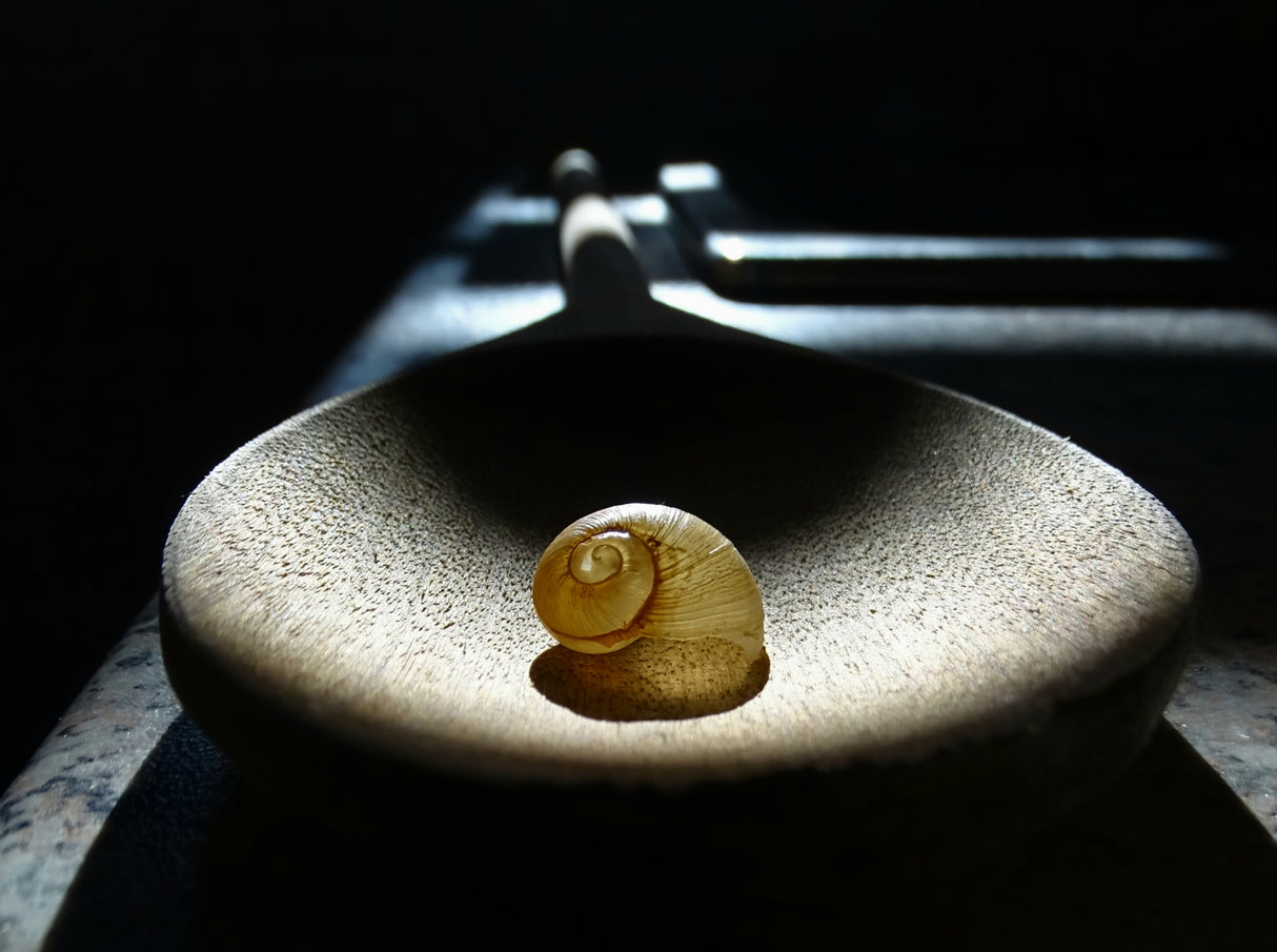 Snail Shell Poster och Canvastavla