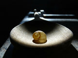 Snail Shell Poster och Canvastavla