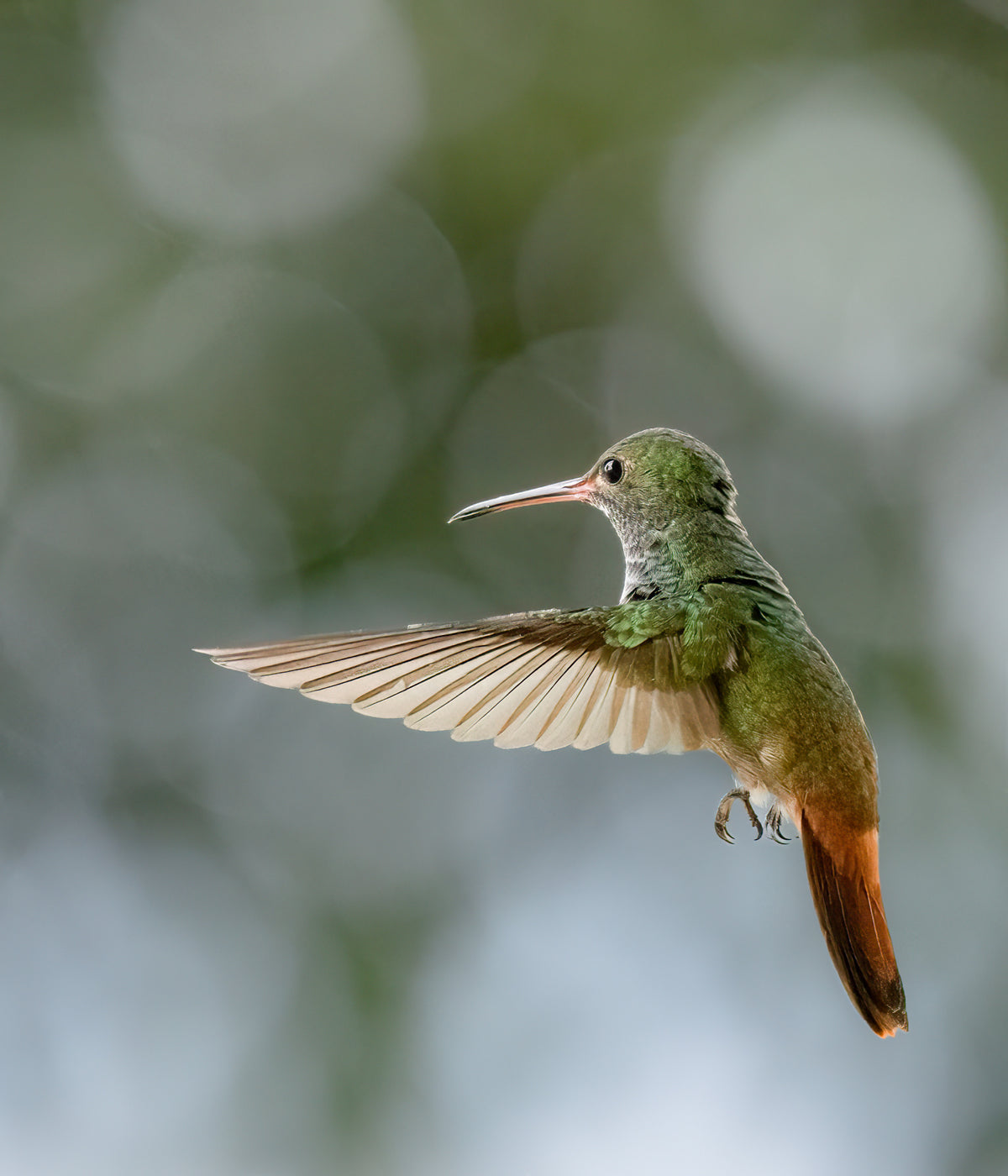 Rufous-tailed Hummningbird Poster och Canvastavla