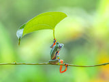 Green frog Poster och Canvastavla
