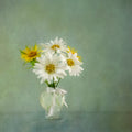 White Daisies Poster och Canvastavla