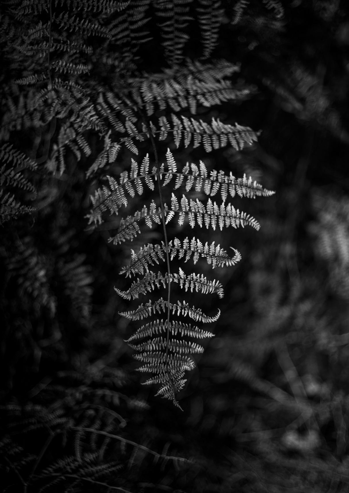 Silver Fern Poster och Canvastavla