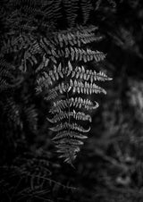 Silver Fern Poster och Canvastavla