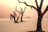 Fog and trees in the desert Poster och Canvastavla