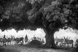 The Mango tree Poster och Canvastavla