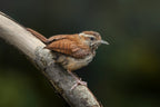Resting Wren Poster och Canvastavla