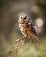 Boreal owl at sunrise Poster och Canvastavla