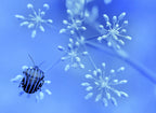 In the blue sky, the stars... Poster och Canvastavla