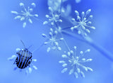 In the blue sky, the stars... Poster och Canvastavla