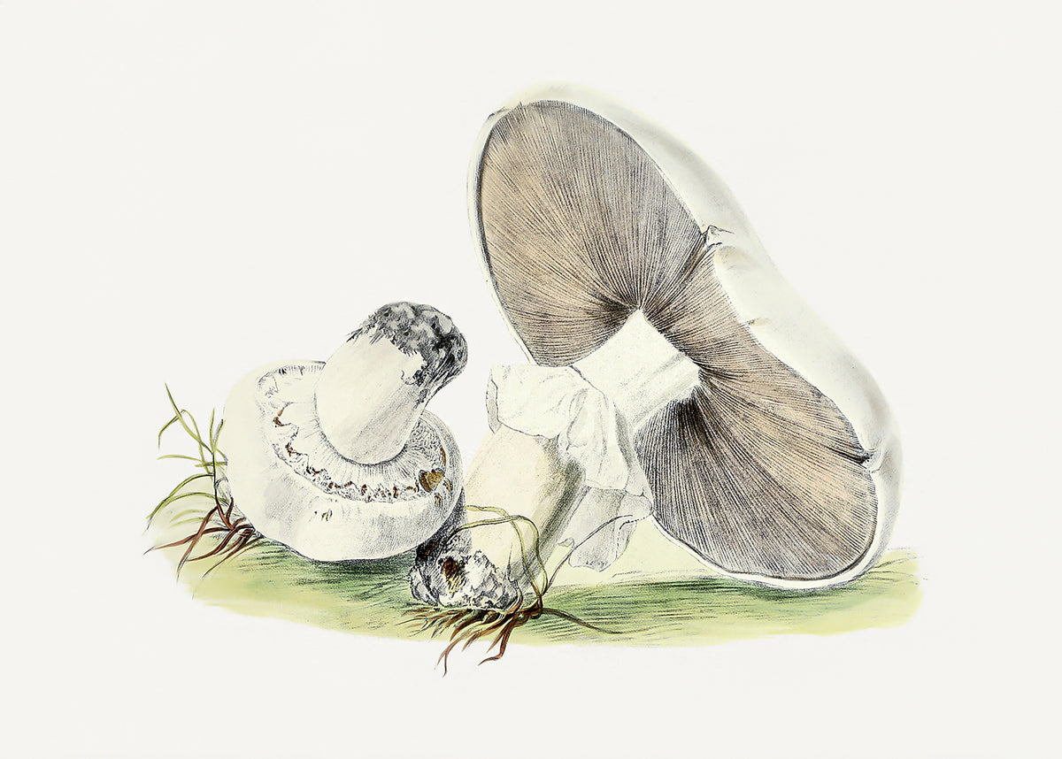 Hand Drawn Horse Mushroom Poster och Canvastavla