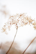 Soft dried flower_brown Poster och Canvastavla