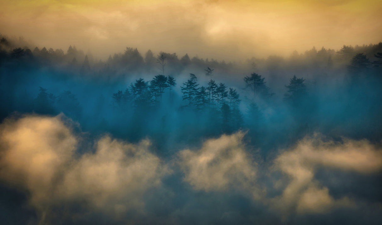 Foggy morning Poster och Canvastavla
