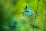 Dreamy flower. Poster och Canvastavla