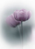 Purple Tulip Poster och Canvastavla