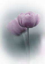 Purple Tulip Poster och Canvastavla