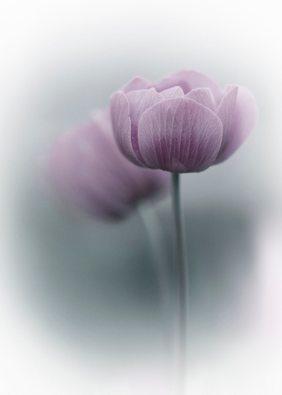 Purple Tulip Poster och Canvastavla