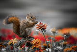 Lovely Squirrel Poster och Canvastavla