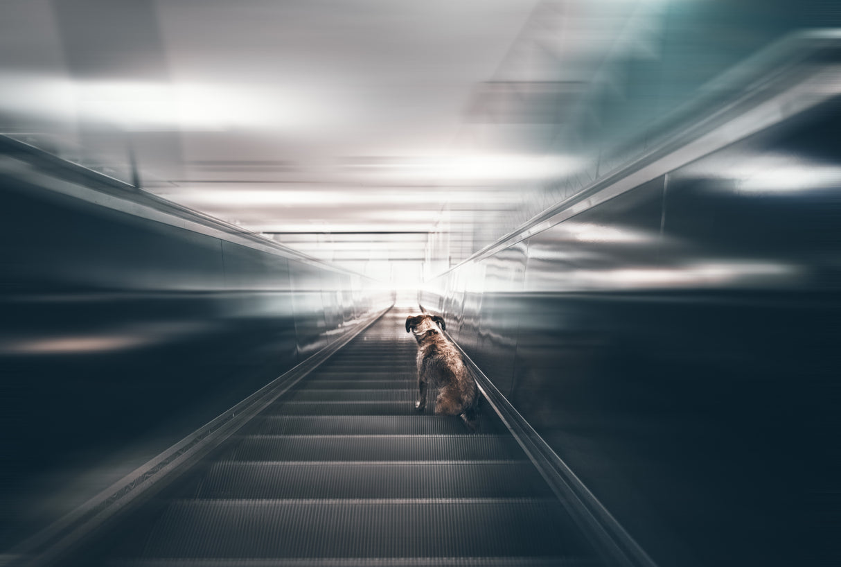 Into The Light Poster och Canvastavla
