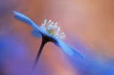 En blommas ljuvlighet. Poster och Canvastavla