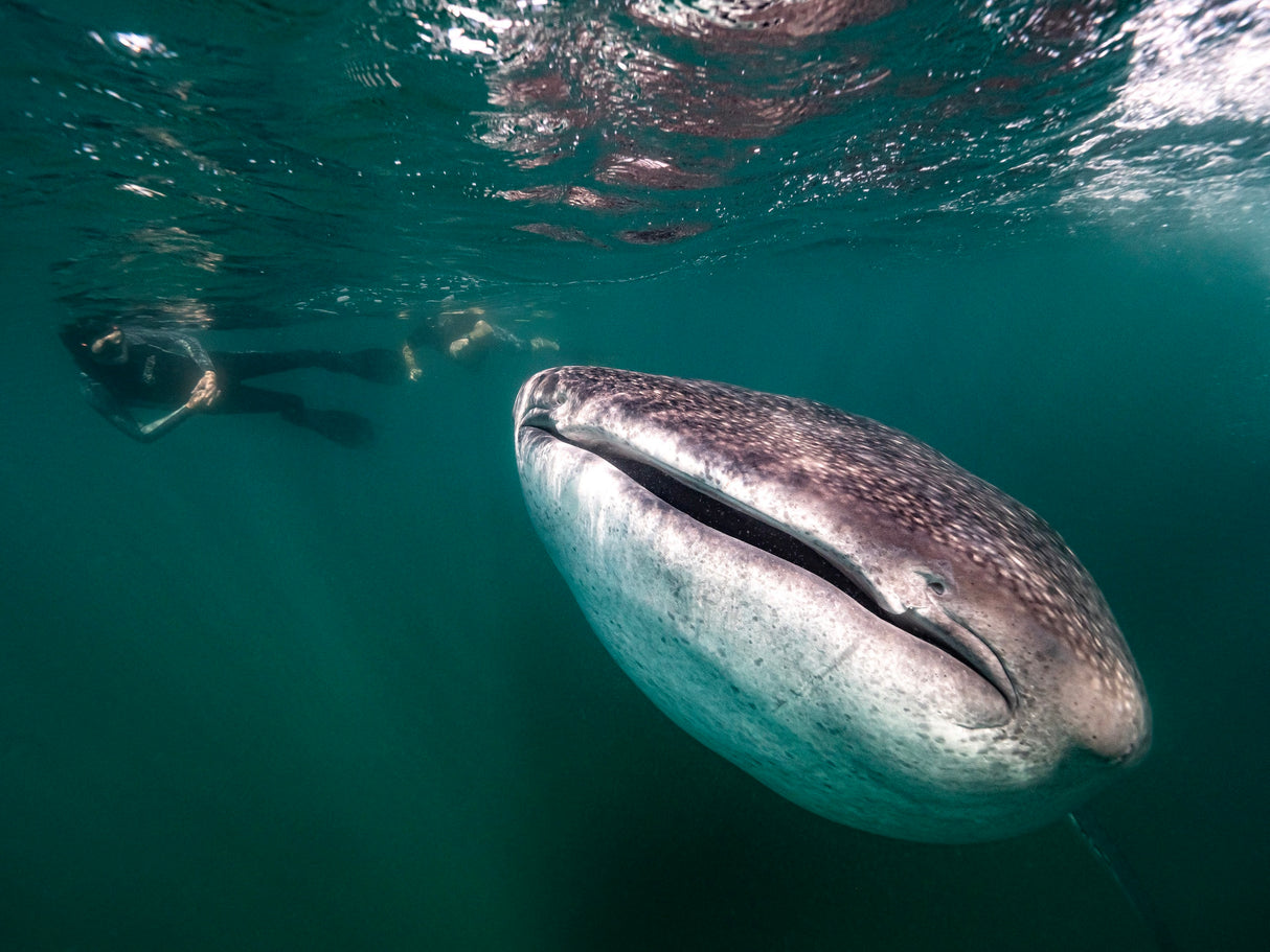 Close encounter Poster och Canvastavla
