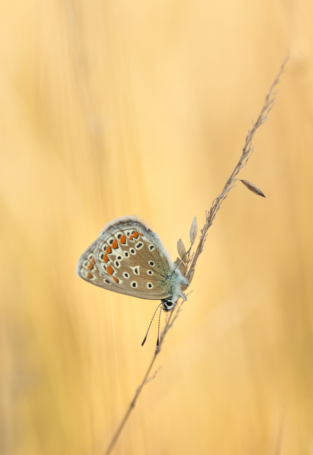 Common Blue Poster och Canvastavla