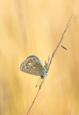 Common Blue Poster och Canvastavla