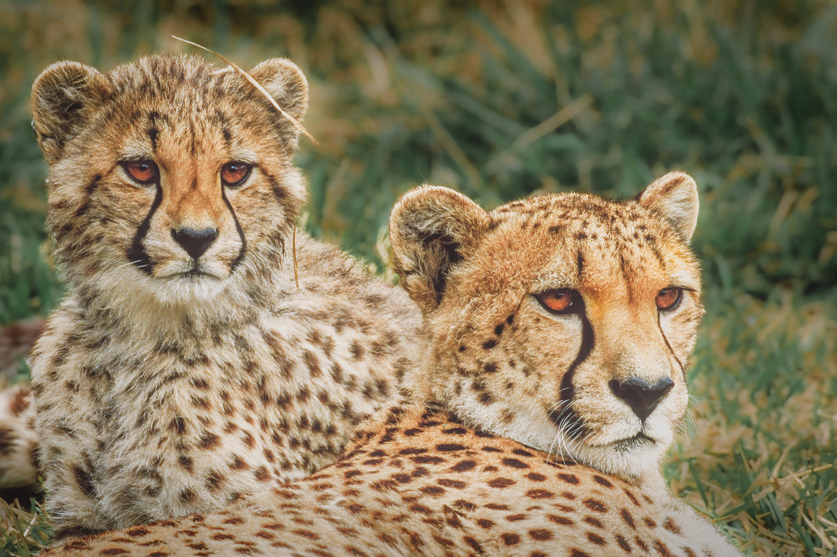 Cheetahs at sunset Poster och Canvastavla