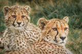 Cheetahs at sunset Poster och Canvastavla