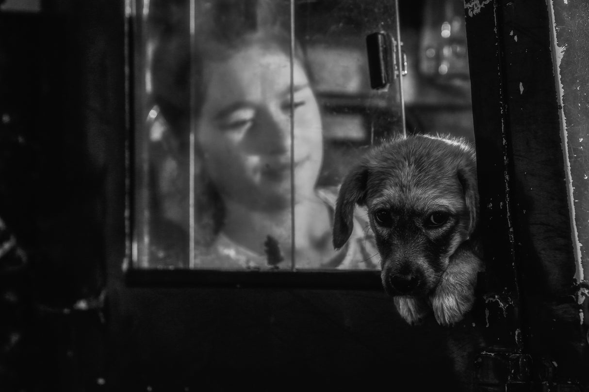dog Poster och Canvastavla