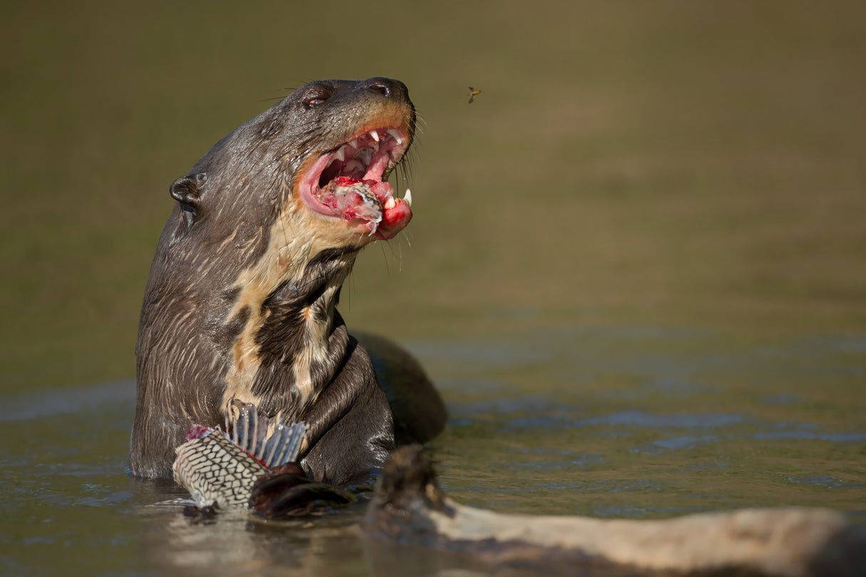 The otter, the catfish and the bee Poster och Canvastavla