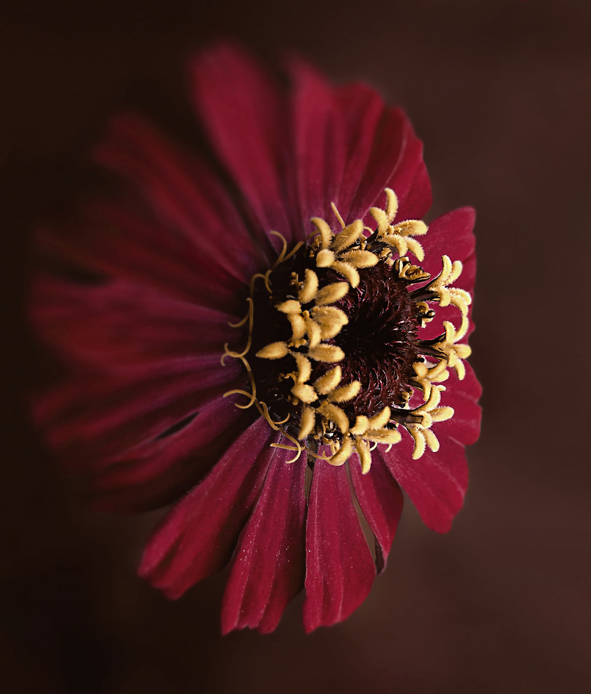 my favorite flower Poster och Canvastavla