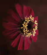 my favorite flower Poster och Canvastavla