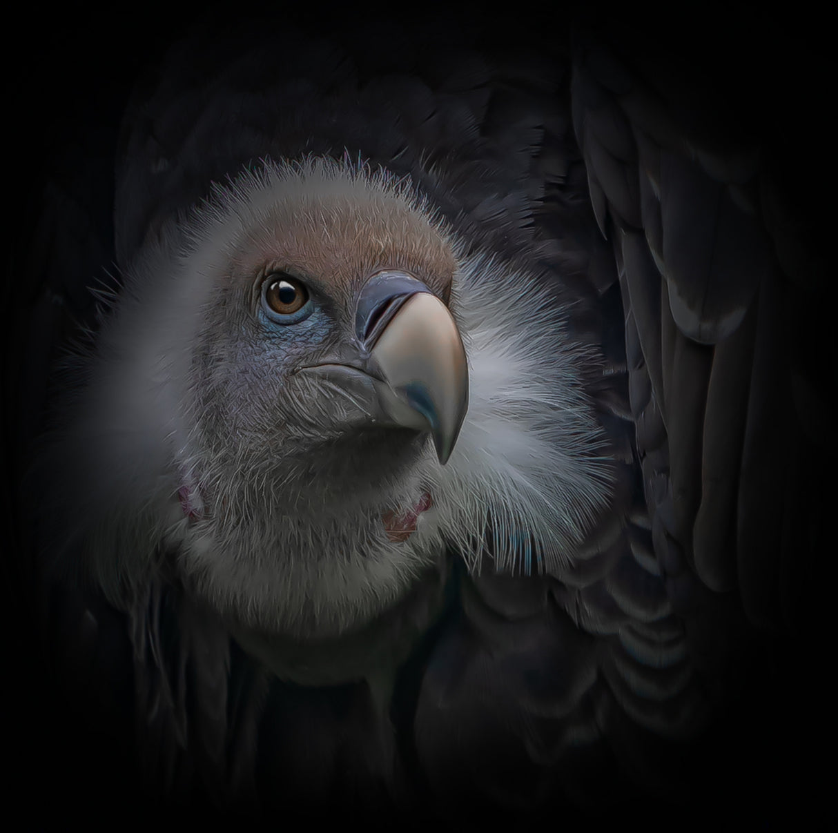 The griffon vulture Poster och Canvastavla