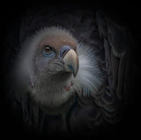 The griffon vulture Poster och Canvastavla
