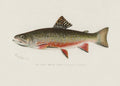Male Brook Trout Poster och Canvastavla
