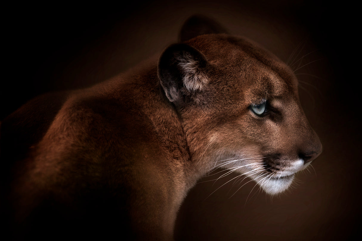 Puma Poster och Canvastavla